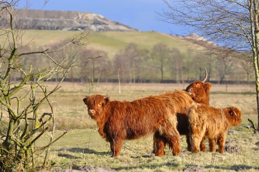 Baby Highland cows
