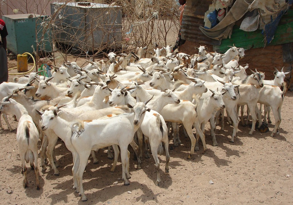 Goats of wonderful animals in this world
