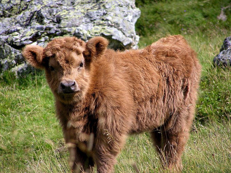 Mini Highland cows