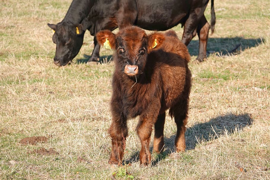 Young Dexter cow
