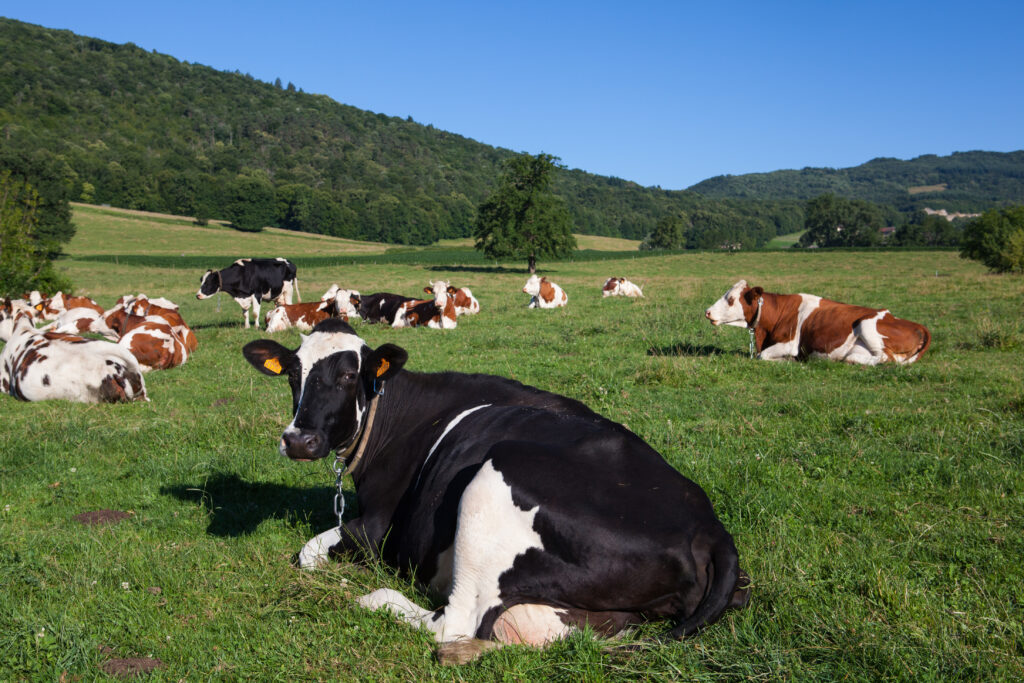 Fully cows