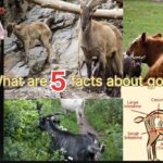 What are 5 facts about goats?