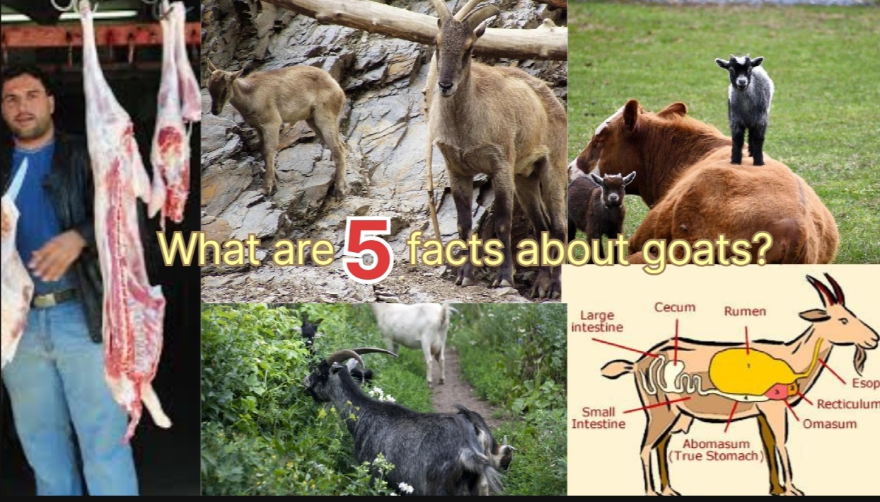 What are 5 facts about goats?