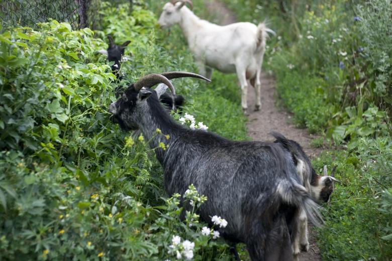 Goats are known for their diverse diet preferences, capable of eating a wide range of vegetation, including grasses, leaves, shrubs, and even woody plants.