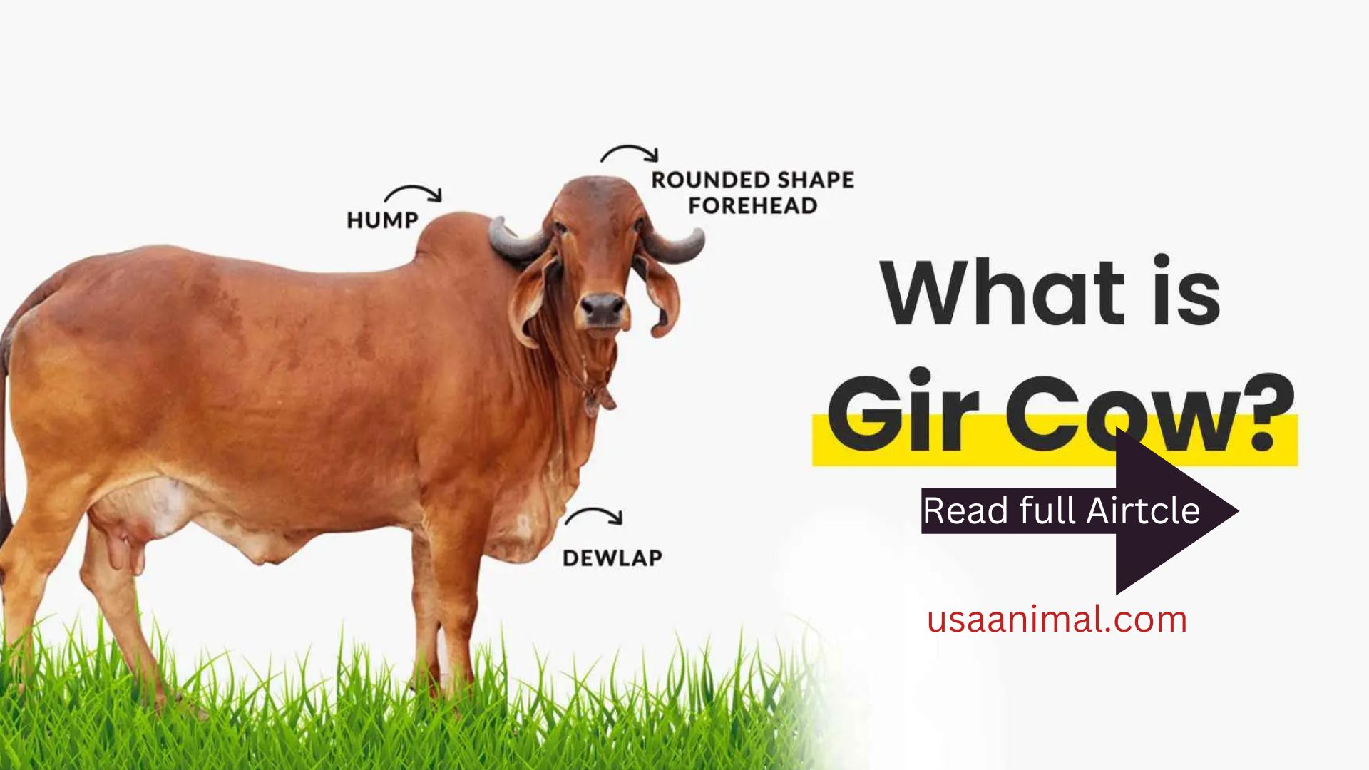 Gir cow