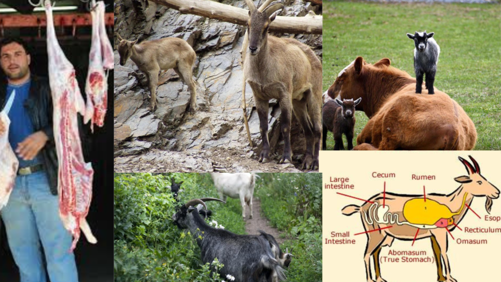 5 Amazing Specialties of Goats